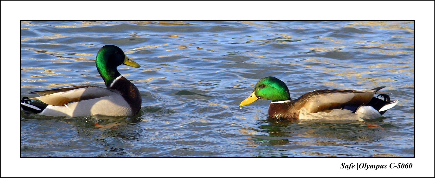 2006 - 02 - Etang tuileries 07.JPG